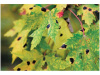 QTY-15 TAR SPOT MAPLE